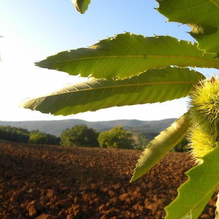 Agriristoro Podere S. Andrea Massa Marittima Exteriér fotografie