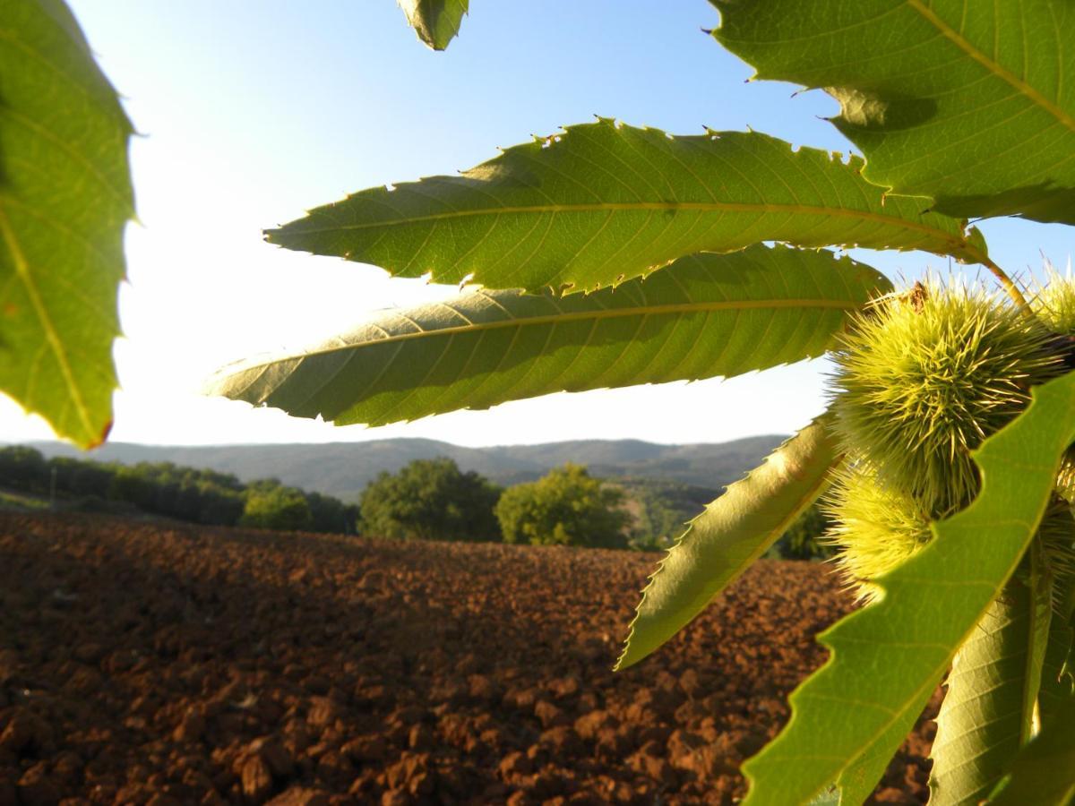 Agriristoro Podere S. Andrea Massa Marittima Exteriér fotografie