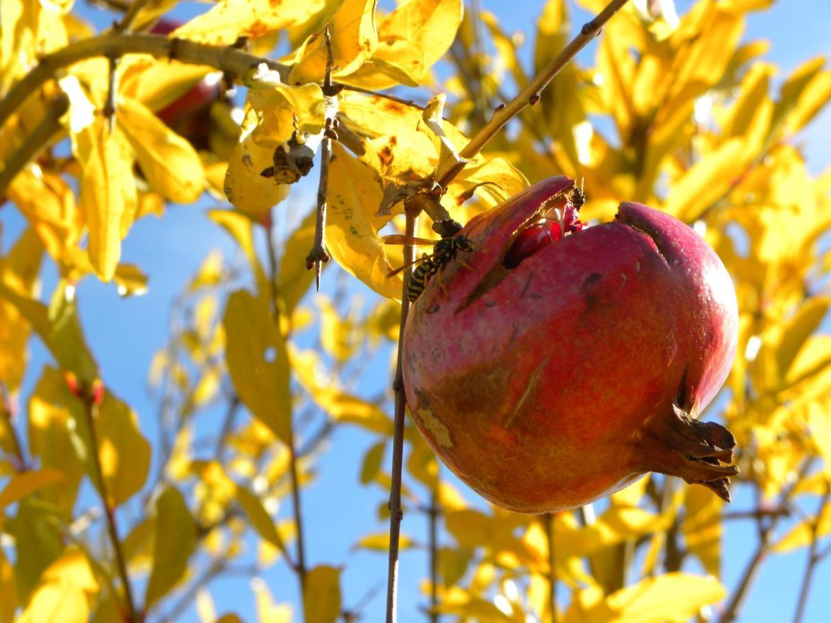 Agriristoro Podere S. Andrea Massa Marittima Exteriér fotografie