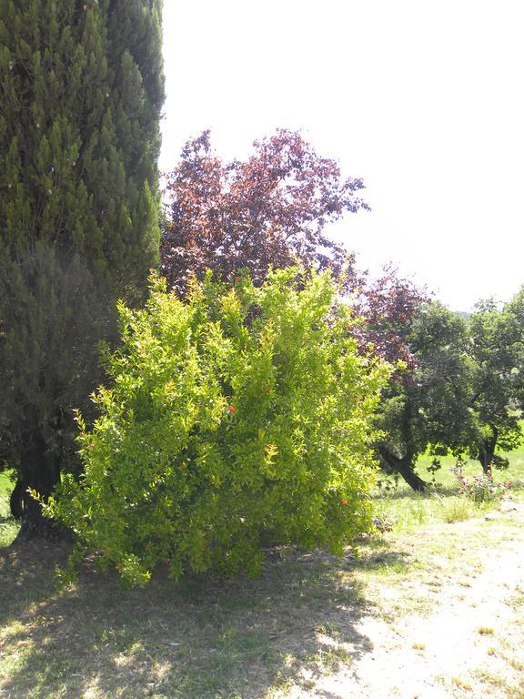 Agriristoro Podere S. Andrea Massa Marittima Exteriér fotografie